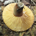 Lactarius corrugis -showing lactating gills